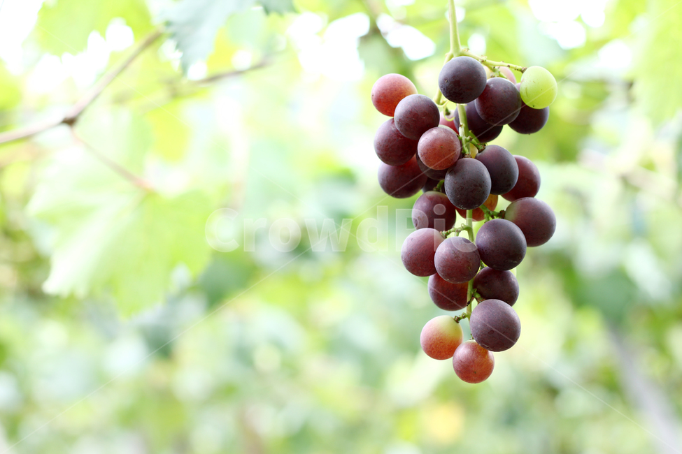 vineyard,fruit,viticulture,autumn grapes,grape