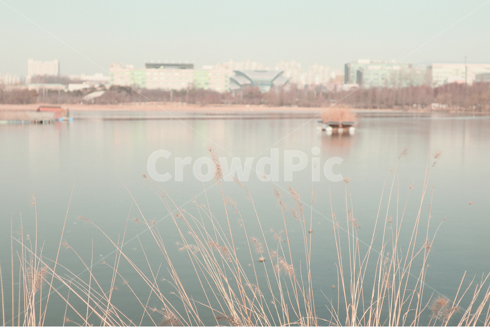 nature,자연,water,물,호수,갈대