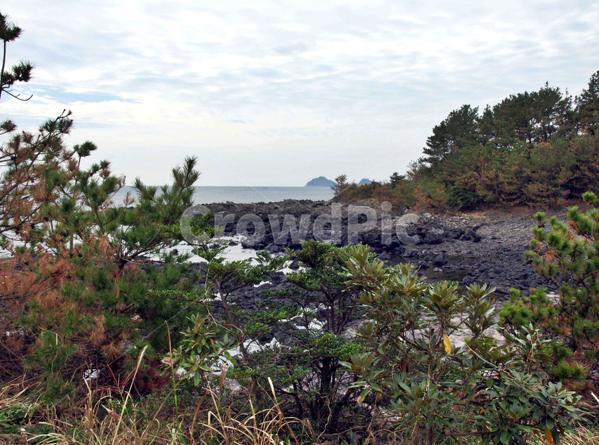 망장포구,바다,올레5코스,올레길,제주,서귀포시,해변,자연,풍경,nature,landscape,제주도,jeju,jeju island,land,땅,outdoors,옥외,plant,식물,tree,나무