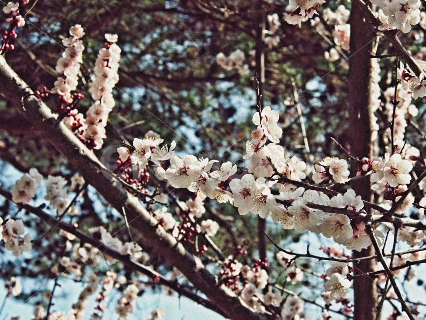 봄,벚꽃,아름다움,꽃,여행,봄,계절,spring,season,식물,자연,plants,nature,꽃,flower,plant,blossom,cherry blossom
