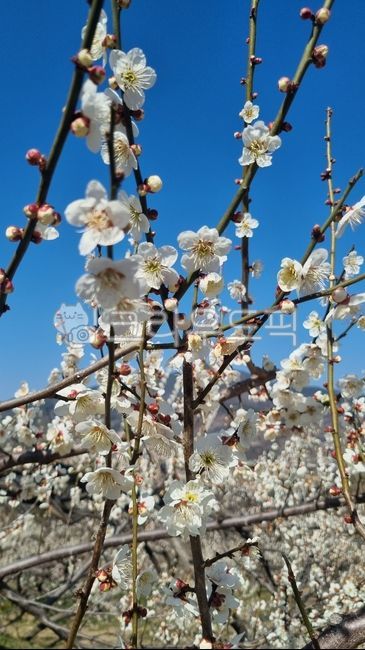 sky,blue sky,nature,clear sky,tree,flower,spring flowers,spring,flowers in full bloom,plum blossom