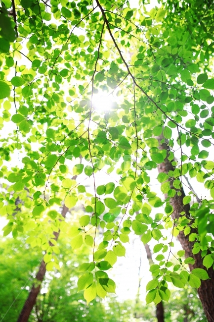 봄,나뭇잎,빛,연초록,4월,자연,풍경,식물,자연,plants,nature,나무,trees,wood,휴식,힐링,rest,relaxation,healing
