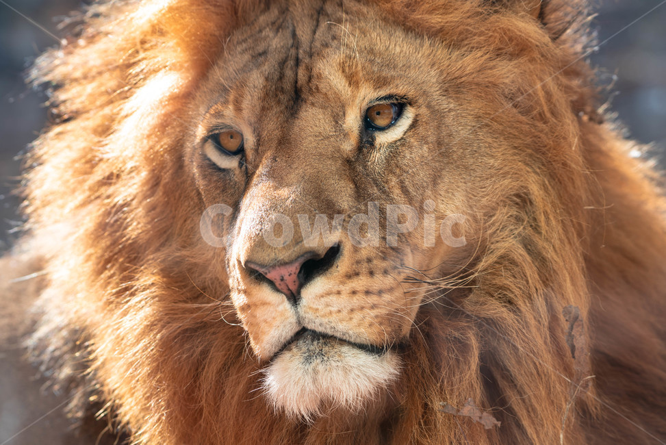 lion,사자,포유류,wildlife,animal,야생생물,동물,mammal,동물원,zoo,동물,animal,포유류,mammal