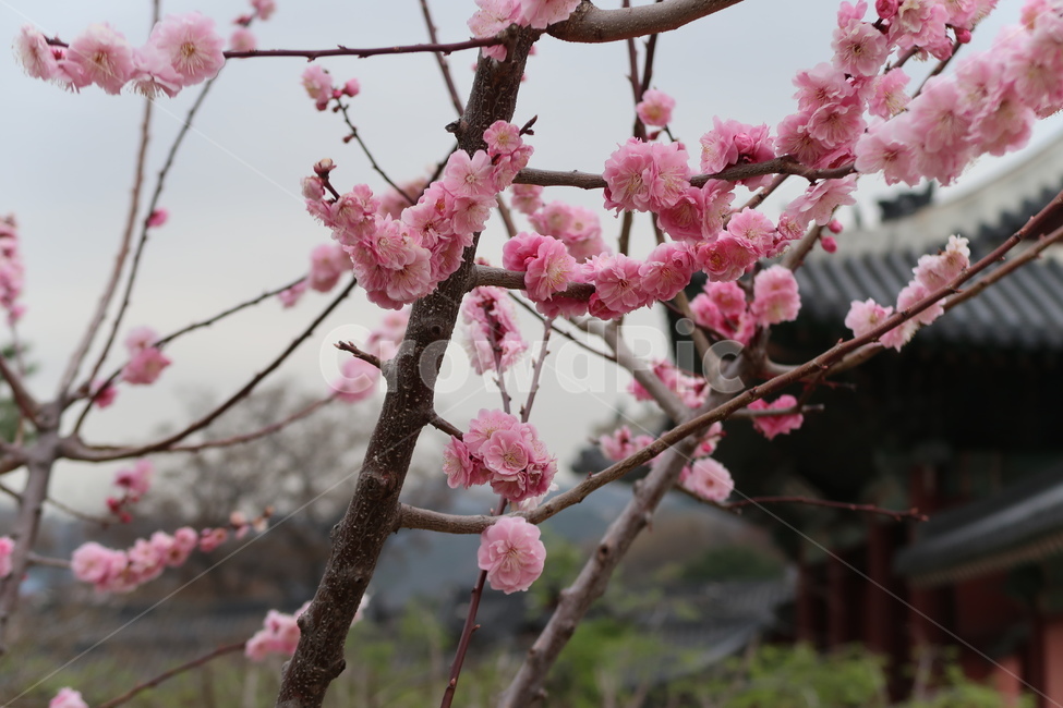 창덕궁,창경궁,매화,매화꽃,꽃나무,분위기,감성,봄,계절,spring,season,plant,식물,blossom,꽃,flower,cherry blossom,벚꽃