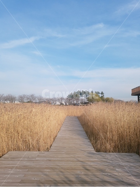 sky,Reed,nature,Reed Road,sight,Emotion