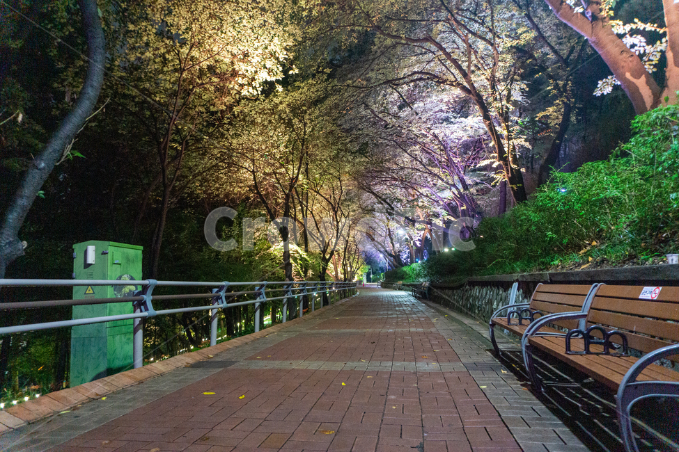 인천,자유공원,야경,led,조명,야간,동인천,차이나타운,나무,공원,산책,산보,산길,오솔길,통로,보도,숲속,형형색색,forest,path,lane,trail,walkway,길,수풀,벤치,의자,bench,자연,park,tree,nature,풍경,landscape,scenery,scene,view,night,nightview,nightscene,lighting,illumination,lamp,light,colourful,숲,야경,밤,풍경,nightscape,night,landscape