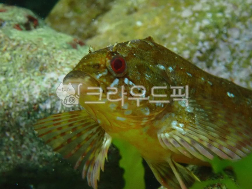 fish,songmi,rat song,marine life