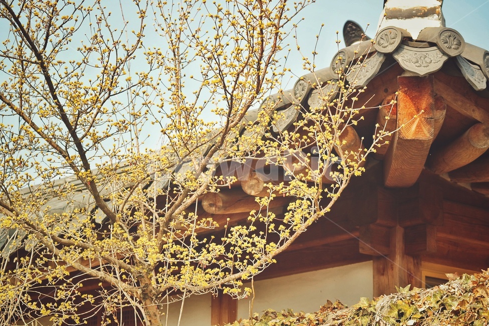 꽃,flower,산수유,봄,spring,담양,슬로우시티,기와,봄,계절,spring,season,한국전통,한국문화,korean traditional,korean culture,식물,자연,plants,nature,꽃,flower,건축물,건물외관,exterior,building,structure,architecture,construction