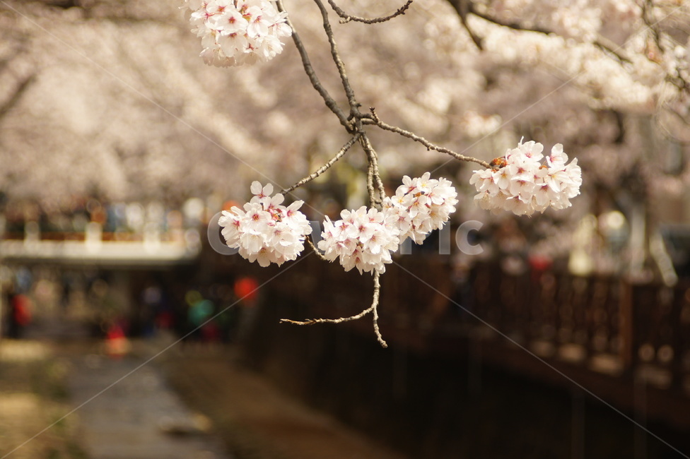 식물,cherryblossom,꽃,벚꽃,flower,blossom,봄,계절,spring,season,식물,자연,plants,nature,꽃,flower,plant,cherry blossom