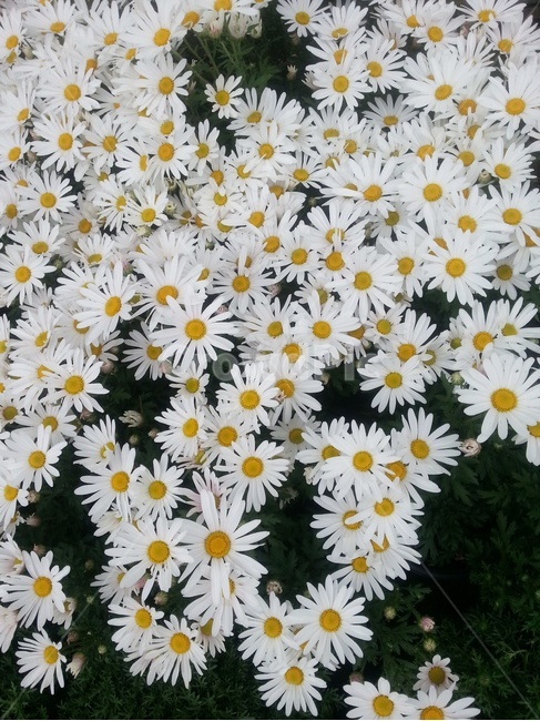 구절초,국화,가을,하얀꽃,가을꽃,순수,그리움,들꽃,야생화,식물,자연,plants,nature,꽃,flower