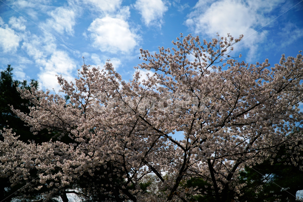 창경궁,벚꽃,벚꽃나무,하늘,봄,서울,한국,대한민국,korea,spring,changgyeonggungpalace,palace,changgyeonggung,seoul,cherryblossom,tree,자연,nature,식물,plants,한국적인,한국자연,경치,4월,april,봄꽃,구름,sky,cloud,왕궁,궁전,궁궐,봄,계절,spring,season,자연,풍경,nature,landscape,plant,blossom,꽃,flower