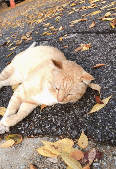 고양이,동물,귀여움,누워있는고양이,cat,동물,animal,포유류,mammal,고양이,cat,kitten,kitty