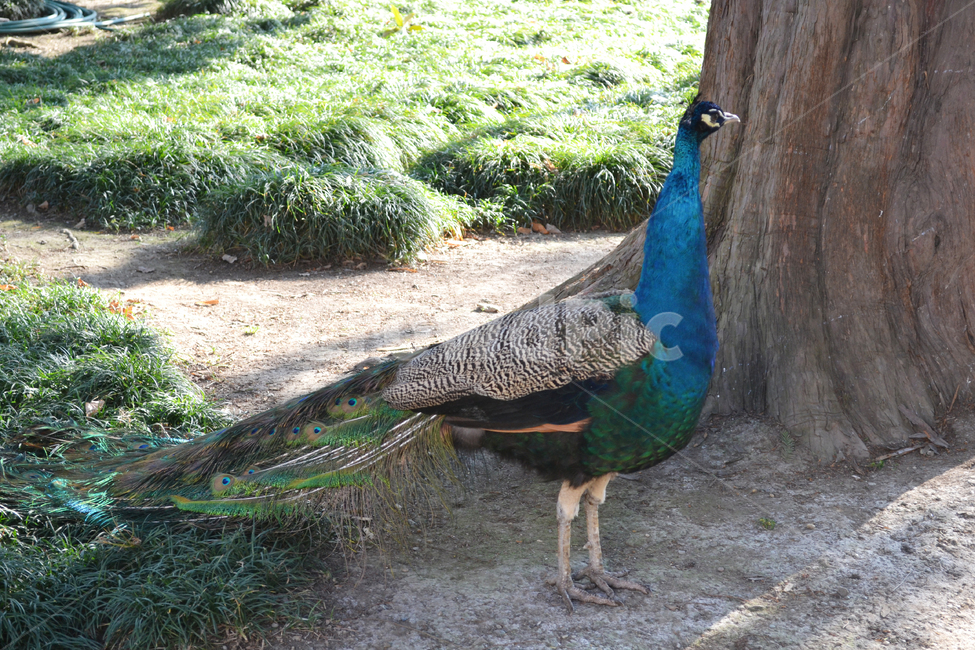 공작,공작새,새,공원,peacock,동물,animal,조류,새,birds