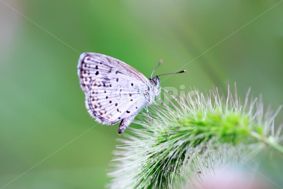 나비,강아지풀,봄,연두,날다,동물,animal,곤충,벌레,insect,bug