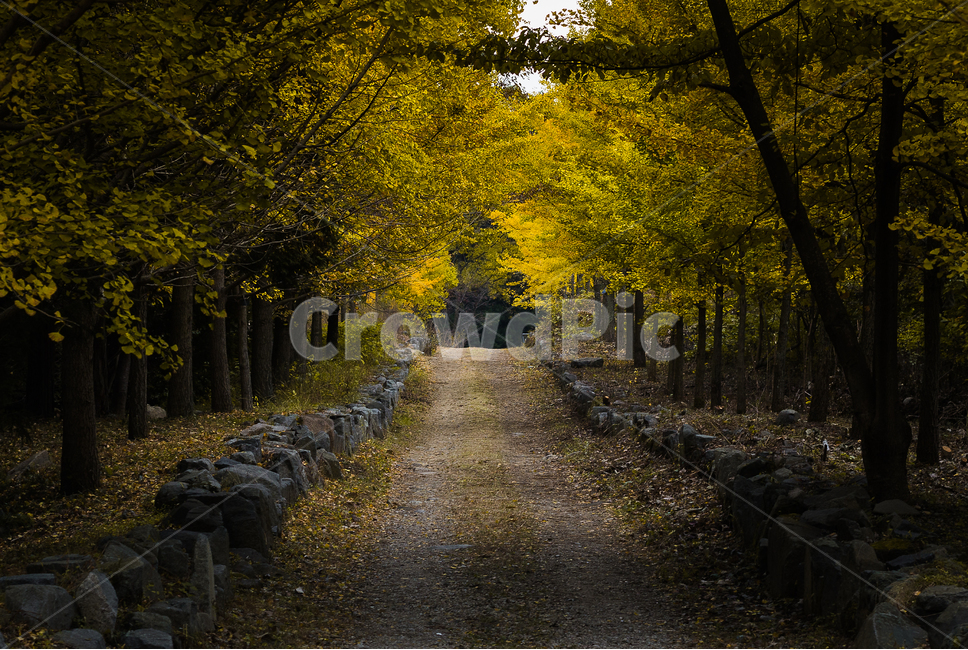 은행나무,은행나무숲,은행나무길,은행잎,산책,가을,계절,fall,autumn,season,자연,풍경,nature,landscape,gravel,자갈,road,도로,dirt road,흙길,ground,바닥