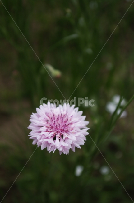 꽃,flower,식물,plant,자연,nature