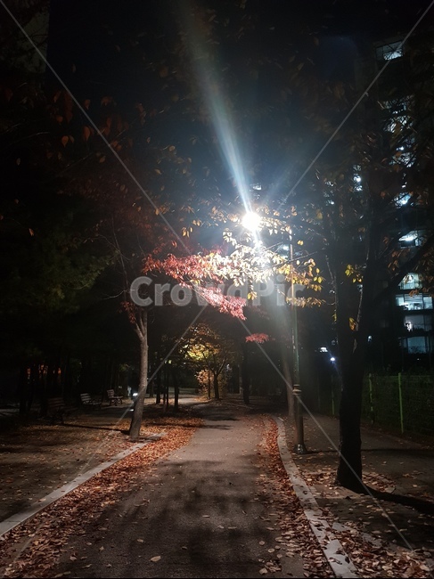 단풍,나무,산책로,가을풍경,가을밤산책,가을,계절,fall,autumn,season,나무,trees,wood