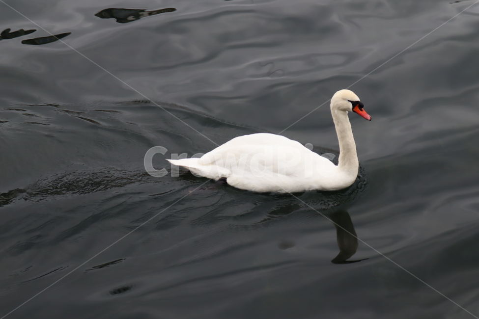 bird,새,animal,동물,백조,swan