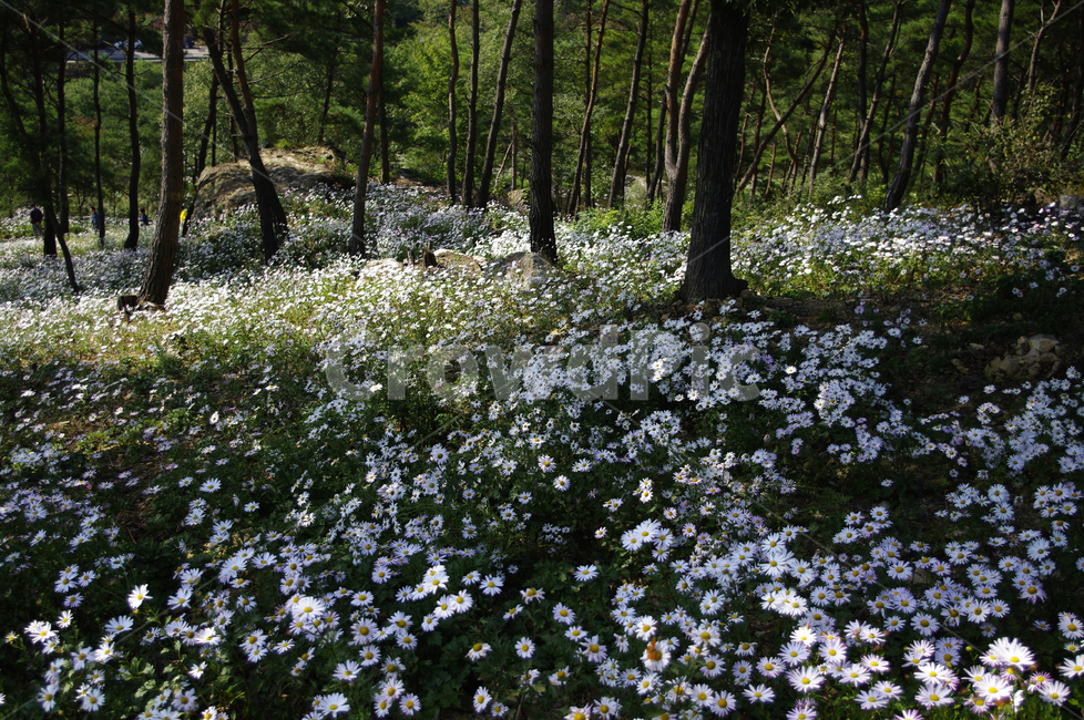 나무,숲,구절초,꽃,풍경,식물,flower,plant