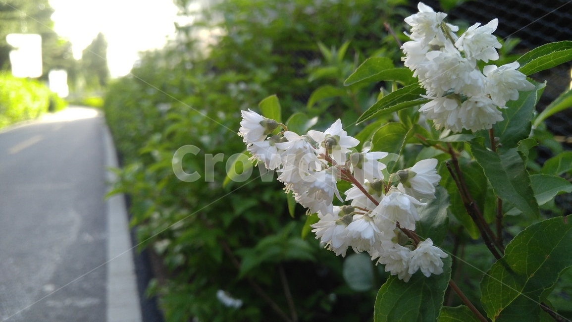 만첩빈도리,꽃,흰꽃,흰색,식물,길,녹색,배경,감성,계절,flower,whiteflowers,white,flants,green,way,background,emotional,season