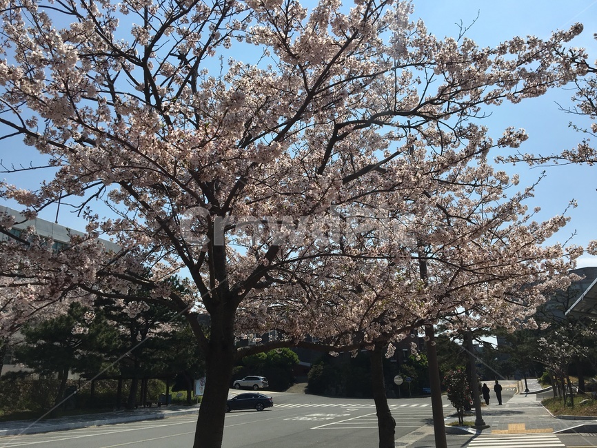 식물,꽃,벗꽃,봄,부산,꽃,flower,나무,trees,wood