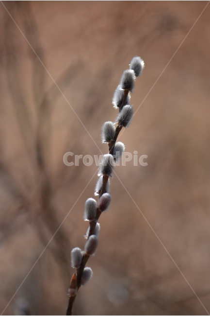 갯버들,버들강아지,사진,식물,도감,plant,tree,nature,자연,생태,겨울,계절,나무,목본,학습,자료,study,겨울,계절,winter,season,식물,자연,plants,nature