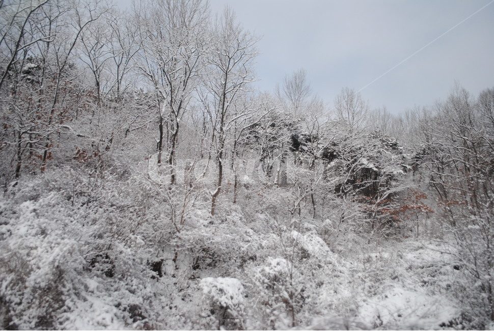 겨울,눈,자연,풍경,겨울왕국,함박눈,하얀눈,쌓인눈,snow,겨울,계절,winter,season,자연,풍경,nature,landscape,outdoors,옥외