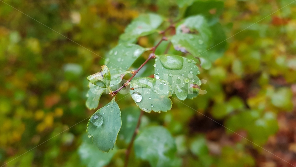 나뭇잎,빗방울,초록잎,숲,화담숲,수목원,경기도광주,raindrop,leaf,greenleaf,보슬비,구슬비,물방울,자연,plant,tree,나무,nature,식물,자연,plants,nature