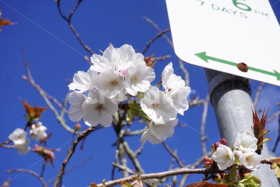 꽃,봄,자연,식물,햇살,식물,자연,plants,nature,꽃,flower