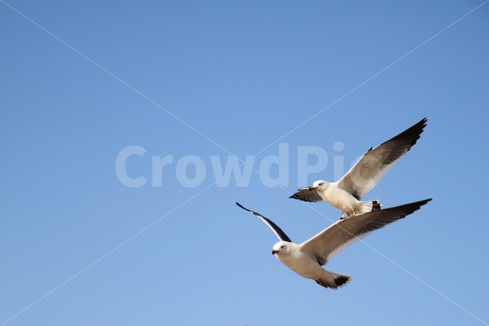 갈매기,새,바다,하늘,자연,풍경,동물,animal,조류,새,birds