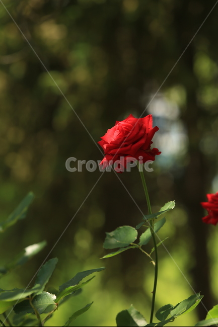 5월,may,rose,장미,season,계절,봄,여름,여왕,식물,자연,plants,nature,꽃,flower