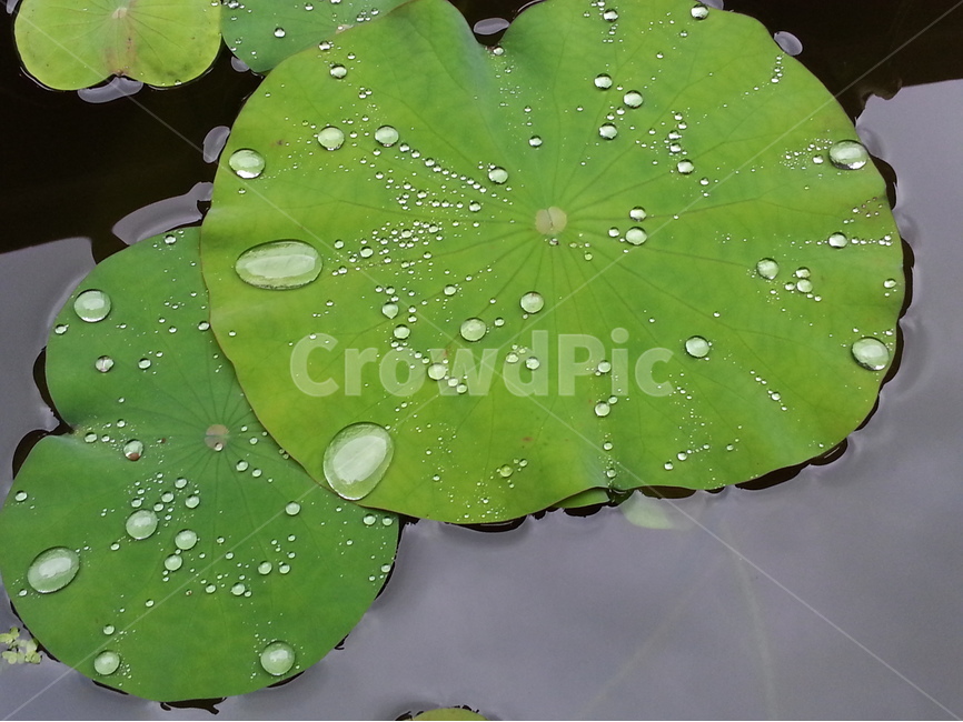 자연,식물,연,연꽃,연잎,접사,물방울,잎,빗방울,식물,자연,plants,nature