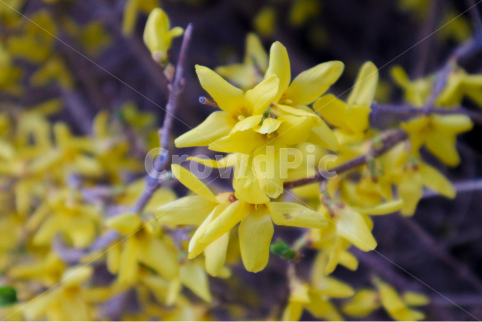 봄,spring,개나리,forsythia,노랑색,노란꽃,yellow,flower