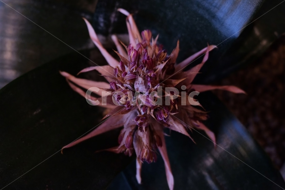 꽃,잎,나무,꽃잎,붉은,어두운,블랙,식물,자연,plants,nature,꽃,flower,실내용화초,화분,화초,house plant