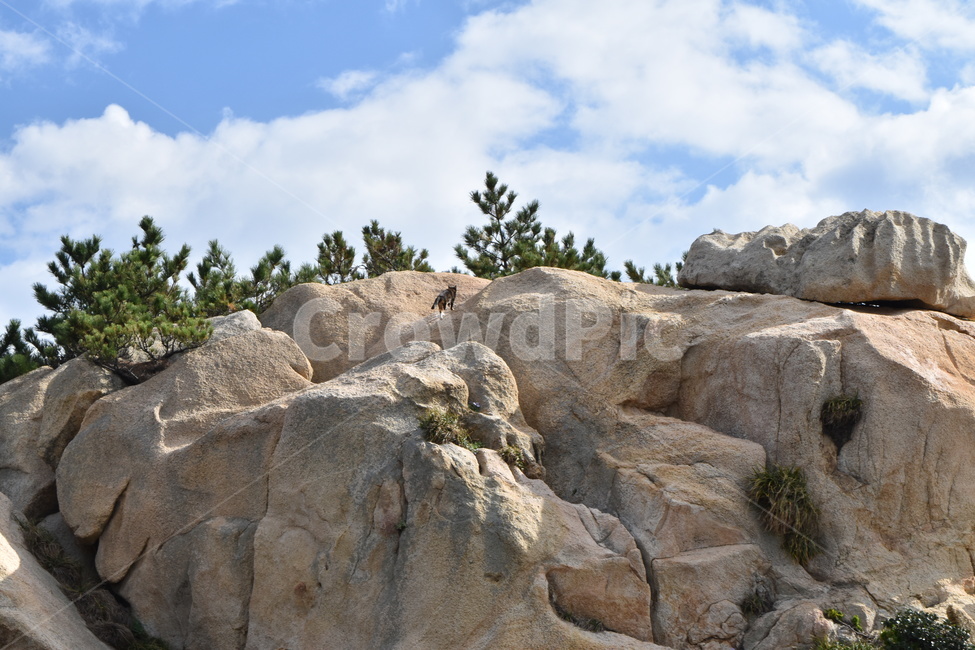 울산,바다,고양이,동물,야생,포유류,cat,wild,sea,ocean,climb,자연,풍경,nature,landscape,outdoors,옥외
