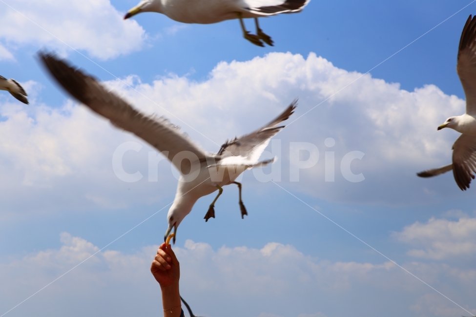 갈매기,구름,새,하늘,손,자유,aseamew,cloud,sky,동물,animal,조류,새,birds