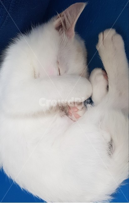 고양이,아기고양이,하얀색고양이,귀여운고양이,자는고양이,동물,animal,포유류,mammal,고양이,cat,kitten,kitty