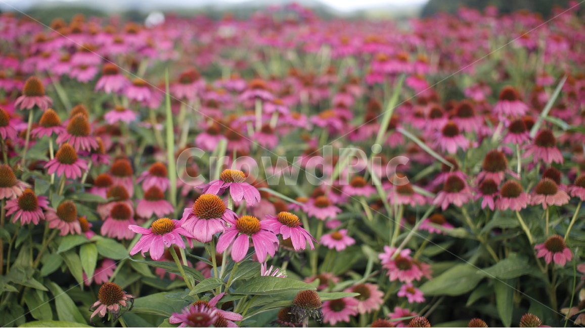 gaillardiapulchellafoug,에키네시아,드린국화,천인국,국화,꽃,flower,echinaceapurpurea,pink,분홍,두상화,설상화,관상용,관상용꽃,생화,꽃밭,flowergarden,flowerbed,식물,자연,plants,nature,꽃,flower