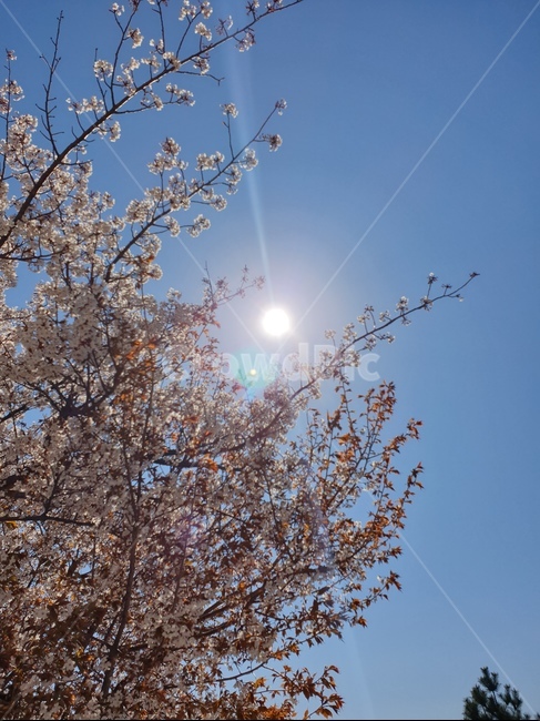 벚꽃,해,자연,감성,봄,아름다움,봄,계절,spring,season,light,빛,flare,플레어,plant,식물