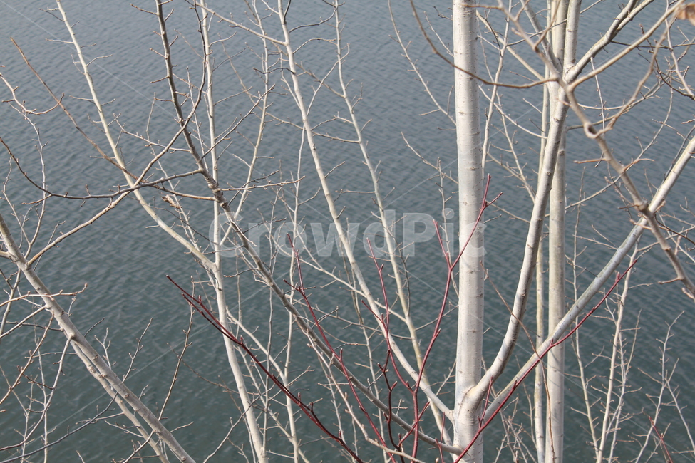 풍경,경치,호수,겨울호수,물,하늘,자연,겨울,계절,winter,season,식물,자연,plants,nature,나무,trees,wood