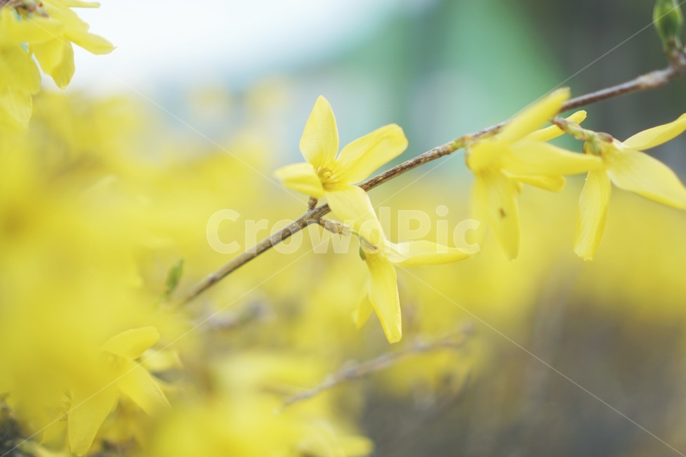 봄,감성,빈티지,봄이미지,개나리,풍경,자연,파스텔,flower,계절,감성사진,나들이,봄나들이,아웃포커싱,spring,식물,아름다운,꽃축제,배경,바탕,우아한,beautiful,예쁜,화려한,가든,정원,garden,season,plants,nature,꽃,힐링,healing,배경흐림,휴식,사람없음,따뜻한,노란색,연노랑,노랑,yellow,봄꽃,노란개나리