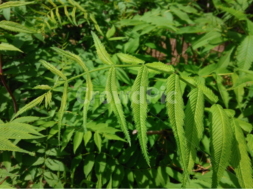 나뭇잎,녹색,공원,푸르름,싱그러움,봄,햇빛,식물,자연,plants,nature