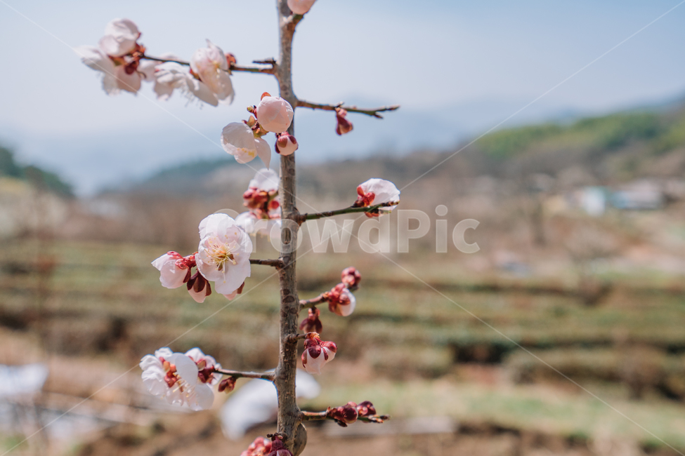 매화,홍매화,꽃,봄,계절,봄꽃,매화나무,자연,풍경,봄,계절,spring,season,식물,자연,plants,nature,꽃,flower,감성,sensible,feeling,plant,blossom