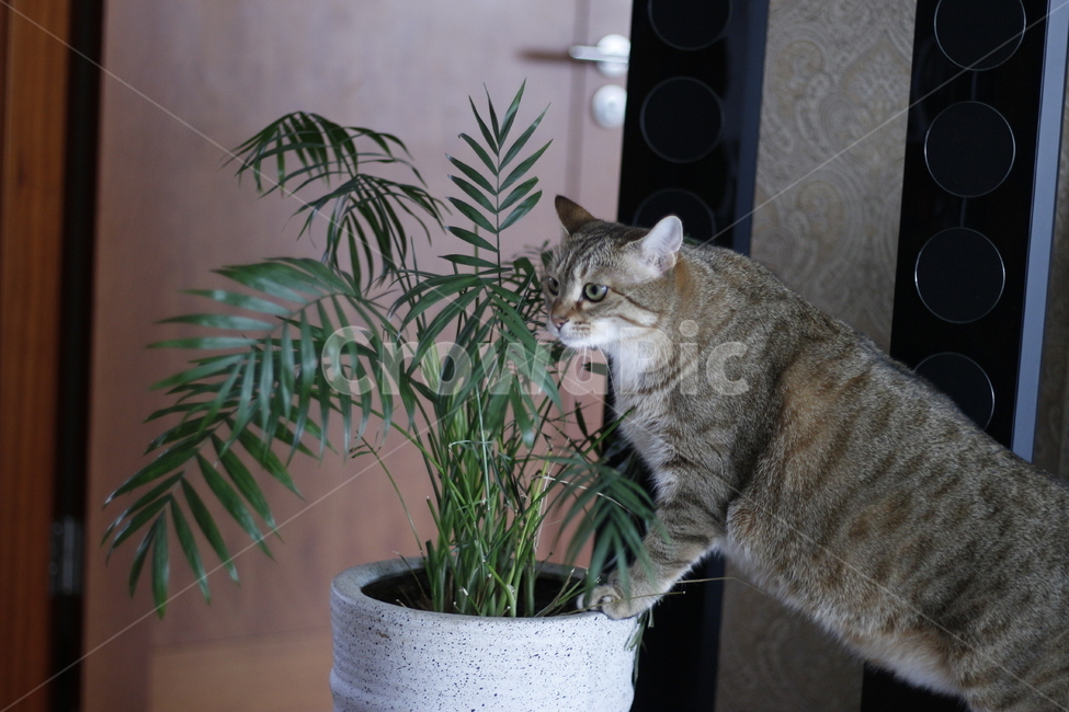 고양이,반려동물,반려묘,동물,길고양이,집사,애완동물,cat,pet,kitten,animal,동물,animal,고양이,cat,kitten,kitty