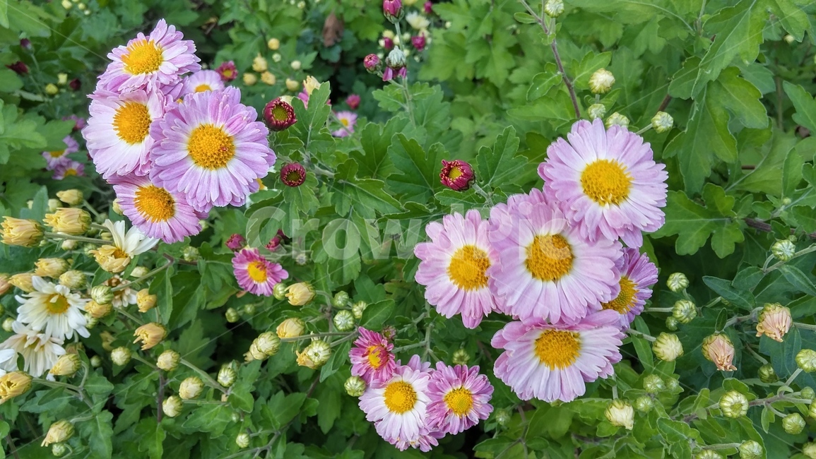 국화,꽃,식물,자연,flower