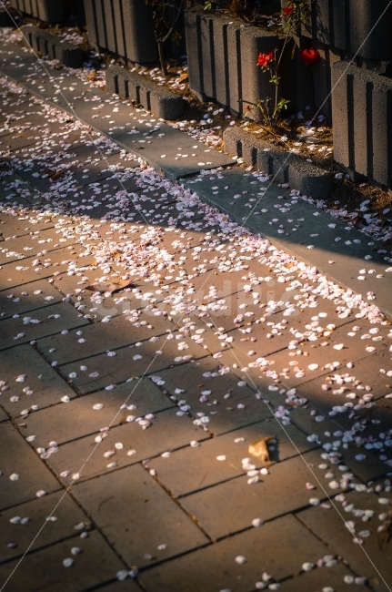 봄,벚꽃,사랑,행복,새로운시작,봄,계절,spring,season,감성,sensible,feeling