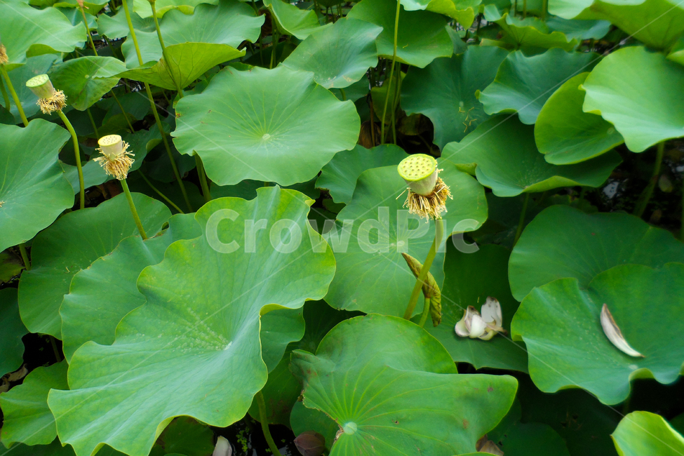 plant,식물,flower,꽃,blossom,연꽃,연꽃대,연꽃밭,잎,식물,자연,plants,nature,꽃,flower