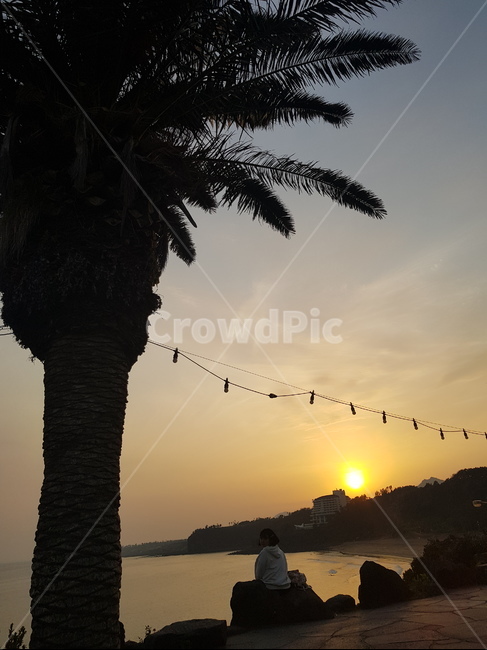 제주도,제주,선셋,sunset,노을,야자수,바다,풍경,해질녘