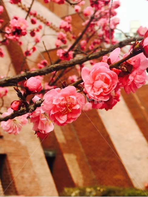 꽃,자연,식물,flower,nature,botany,분홍색,pink,꽃나무,식물,자연,plants,nature,꽃,flower