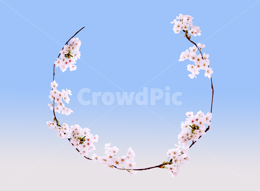 plant,벚꽃,꽃,식물,봄꽃,blossom,flower,봄,계절,spring,season,식물,자연,plants,nature,꽃,flower